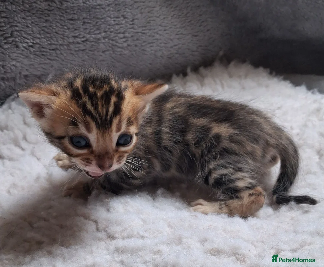 Bengal cats for sale: Traditional brown Bengal - Advert 15