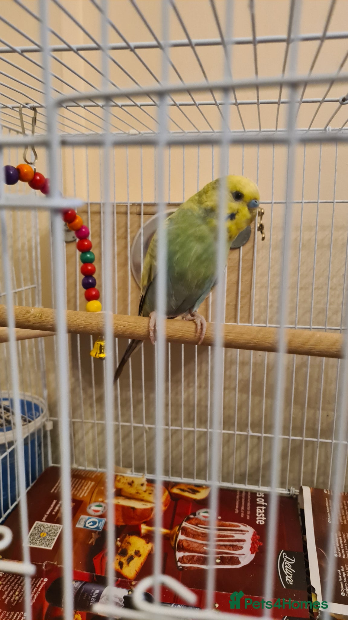 Budgerigars birds Male Budgerigar for sale - Advert 2