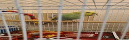 Budgerigars birds for sale: Male Budgerigar for sale in Slough - Advert 1