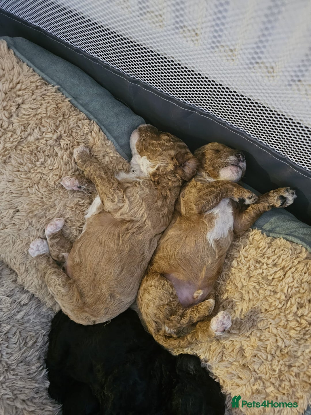 Cockapoo dogs for sale: Cockerpoo Puppies for sale - F1B - Advert 5