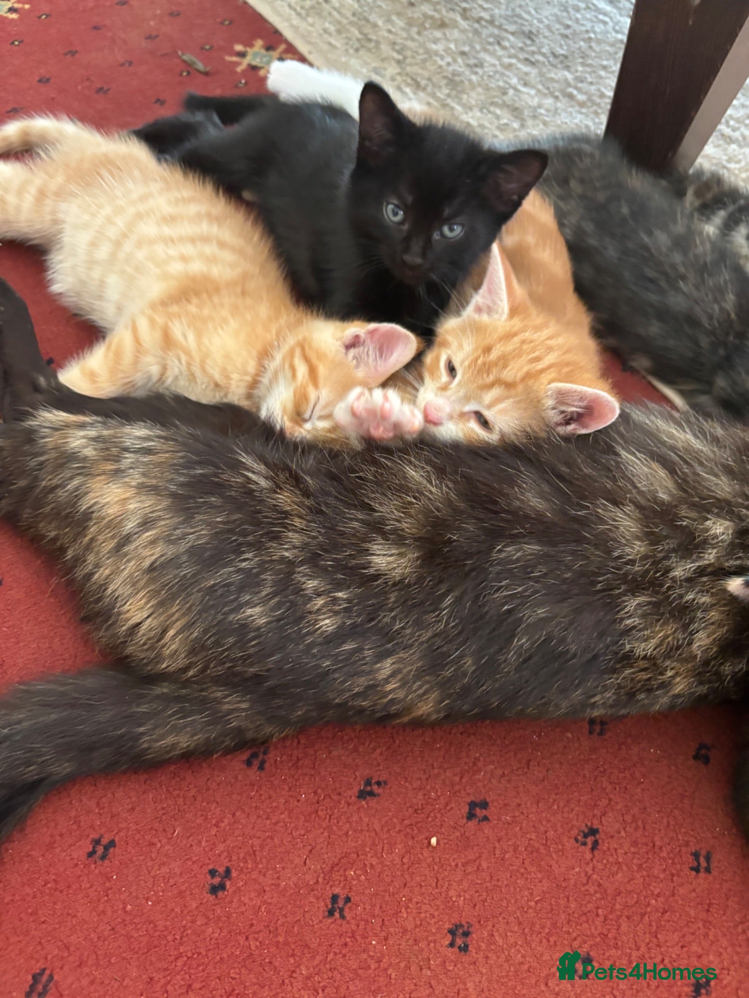 Mixed Breed cats Beautiful Tortoiseshell & ginger kittens  - Advert 17