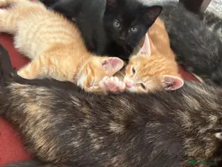 Mixed Breed cats Beautiful Tortoiseshell & ginger kittens - Advert 17