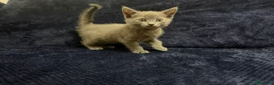 Beautiful Grey Kitten