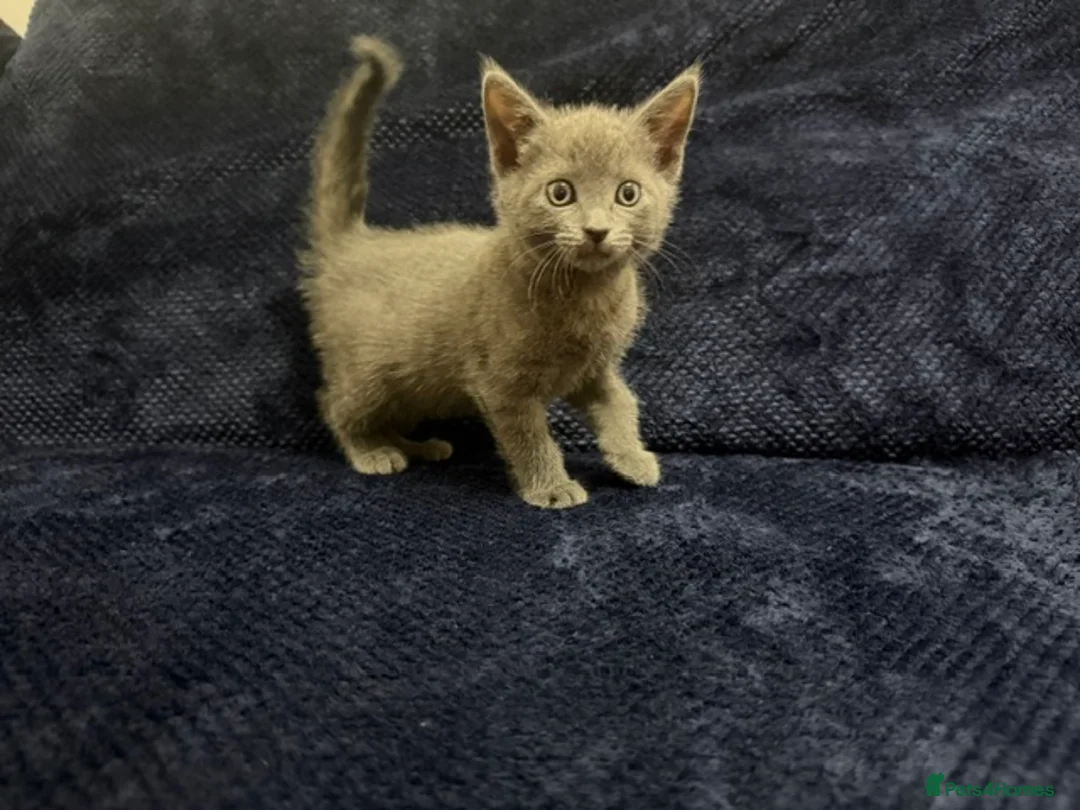Domestic Shorthair cats for sale: Beautiful Kittens for Sale - Advert 2