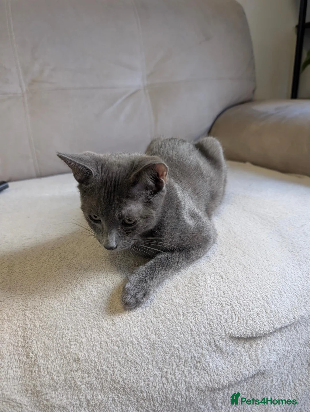 Chartreux cats for sale: Beautiful friendly Grey kitten - Advert 6
