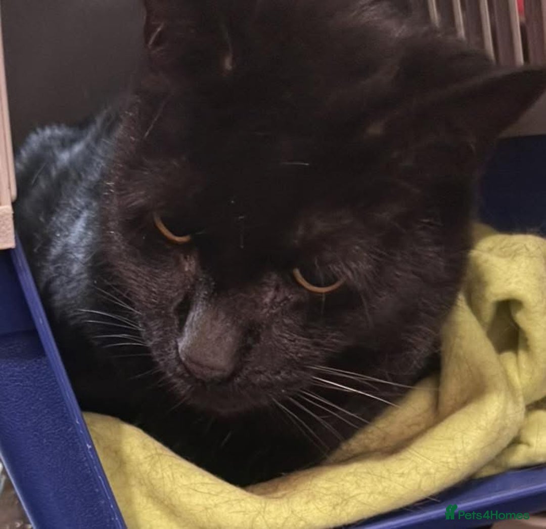 Mixed Breed cats for adoption: Very large Loving Female! 10yrs neut, vacc, chip - Advert 3