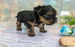 Yorkshire Terrier dogs for sale: Pedigree Yorkshire Terrier Puppies - Image 10