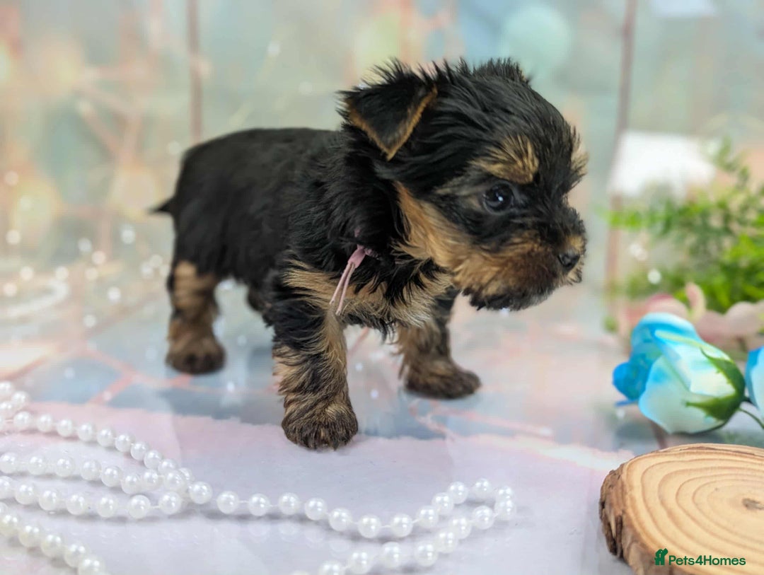 Yorkshire Terrier dogs for sale: Pedigree Yorkshire Terrier Puppies - Image 10