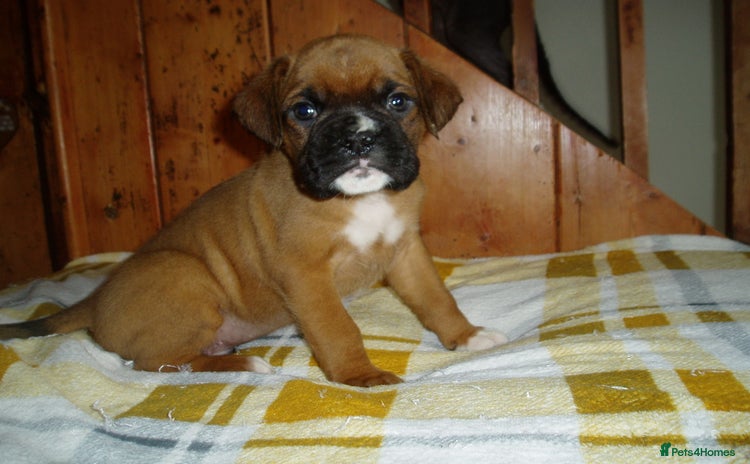 Boxer dogs - Advert 1