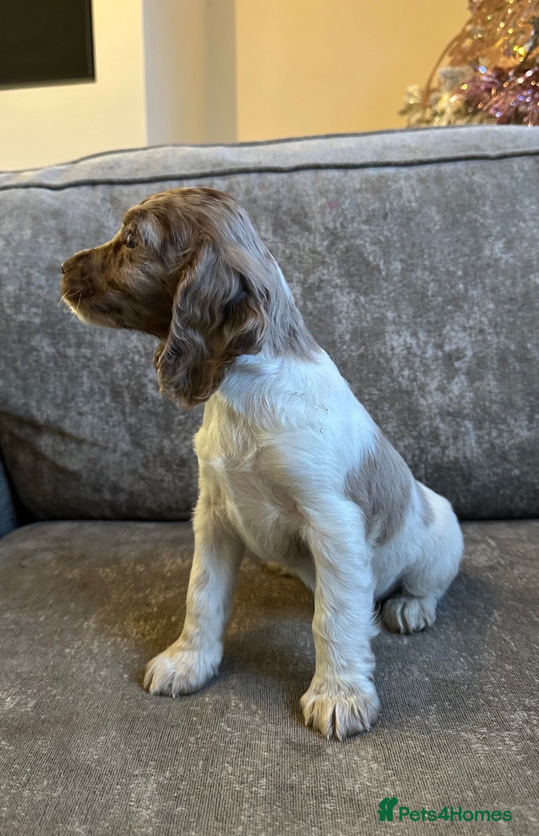Sprocker dogs for sale: Beautiful sprocker puppies - Advert 8