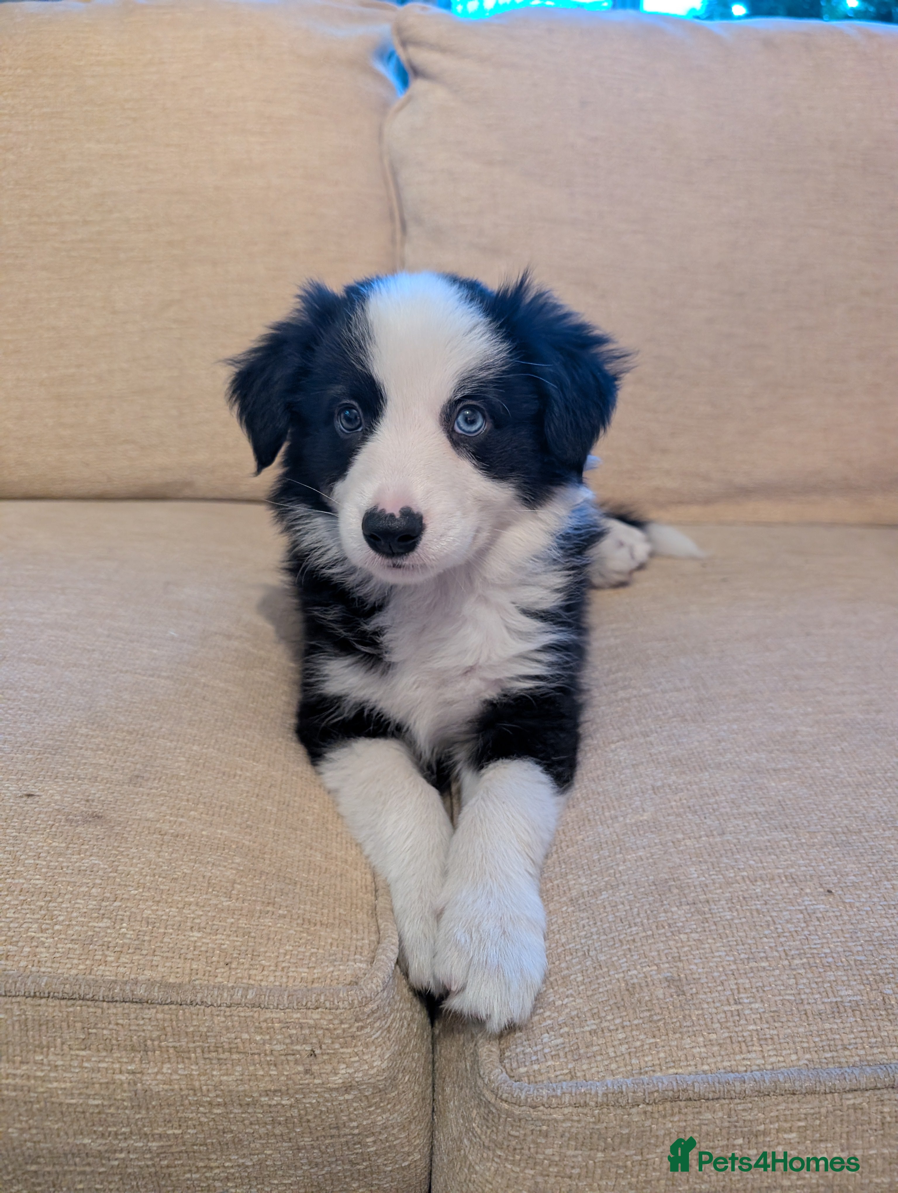 Border Collie dogs Traditional border collie puppies ready now  - Advert 1