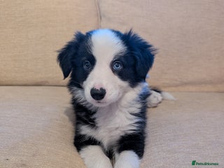 Border Collie dogs Traditional border collie puppies ready now - Advert 1