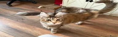 Maine Coon Kitten 1