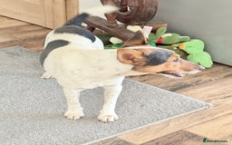 Fox Terrier dogs for adoption: Sweet Mizzo looking for LOVE - Image 5