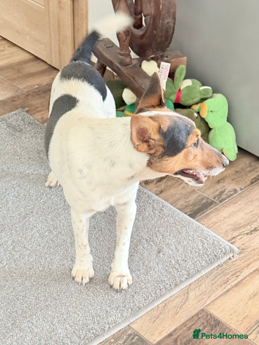 Fox Terrier dogs for adoption: Sweet Mizzo looking for LOVE - Image 5