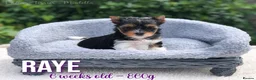 Yorkshire Terrier dogs for sale: Beautiful Litter of Six Biewer Terriers! - Advert 16