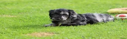 Cockapoo dogs for sale: Beautiful Cockapoo puppies for sale  - Advert 30