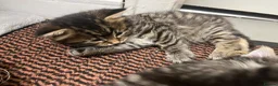 Mixed Breed cats for sale: 7 ragdoll cross kittens  - Advert 8