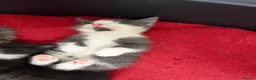 Mixed Breed cats for sale: Friendly, Playful Kittens - Advert 5