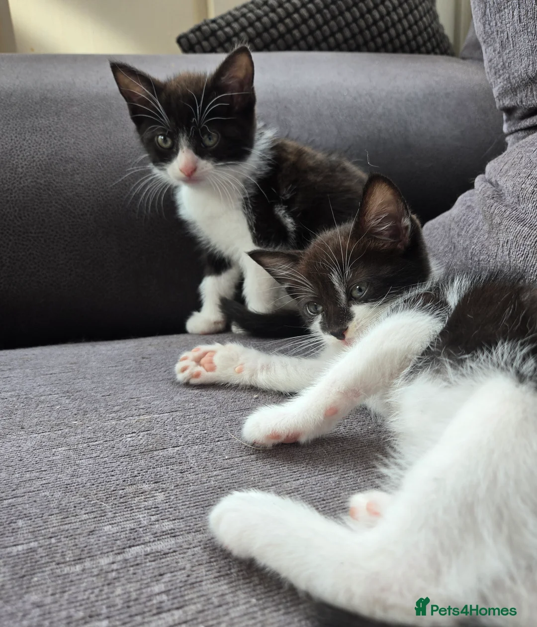 Mixed Breed cats for sale: 🐾GORGEOUS KITTENS READY FOR THEIR FOREVER HOMES🐾 - Advert 31