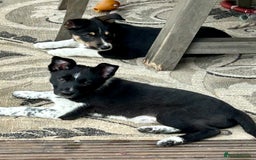 Border Collie dogs for sale: Boarder collie girl puppy - Image 13
