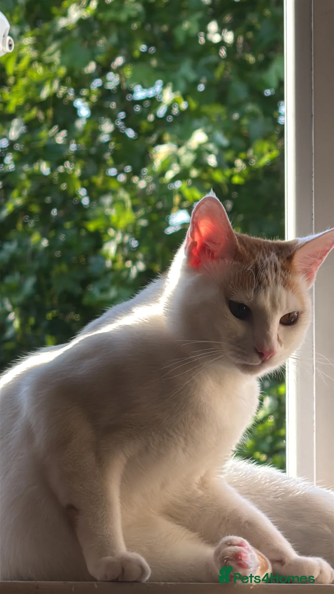 Mixed Breed cats for sale: CATS FOR FREE in London - Advert 4