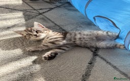 Scottish Fold cats for sale: scottish fold kittens  - Image 9