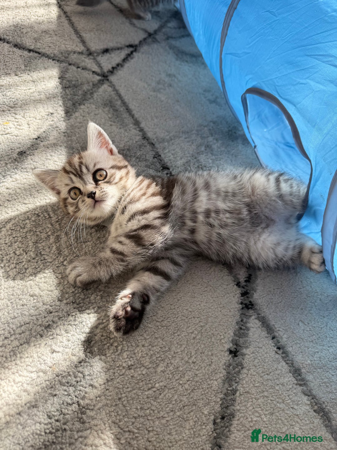 Scottish Fold cats for sale: scottish fold kittens  - Image 9