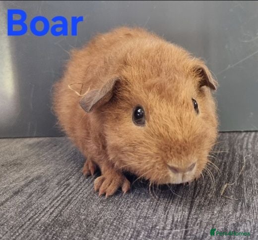 Guinea Pig rodents Beautiful Baby guinea pigs for sale  - Advert 9