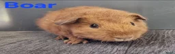Guinea Pig rodents for sale: Beautiful Baby guinea pigs for sale  - Advert 2