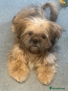 Shih Tzu dogs Gorgeous Shih Tzu boy - Advert 7