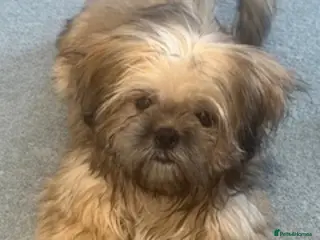 Shih Tzu dogs Gorgeous Shih Tzu boy - Advert 7