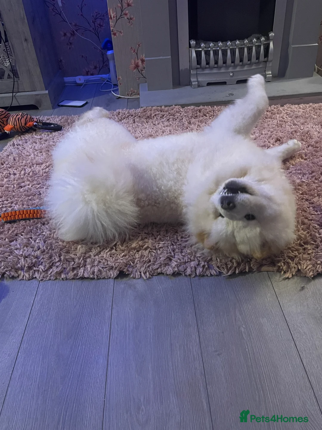 Chow Chow dogs for sale: Marnie 2 years old female - Advert 2