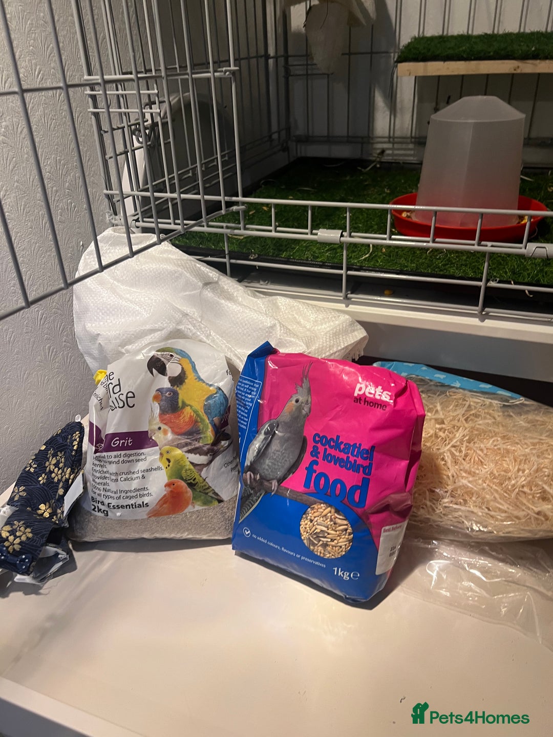 Pigeons birds for sale: Gorgeous Pigeon pair with cage.  - Advert 4