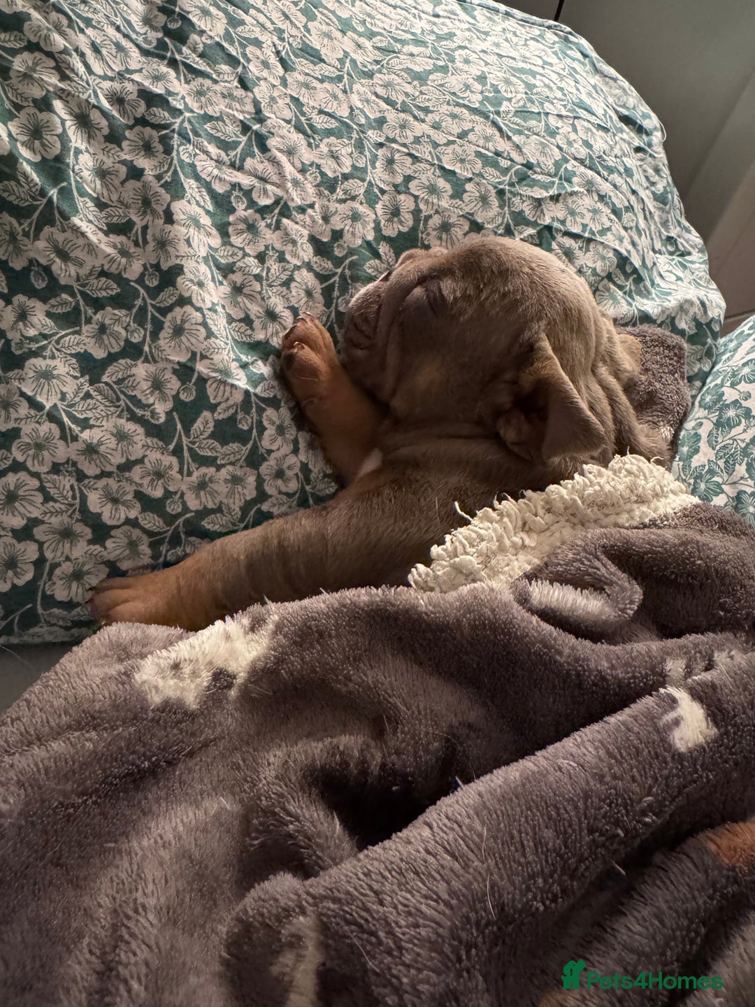 English Bulldog dogs for sale: English Bulldogs ready to leave 10/12/25  - Advert 23