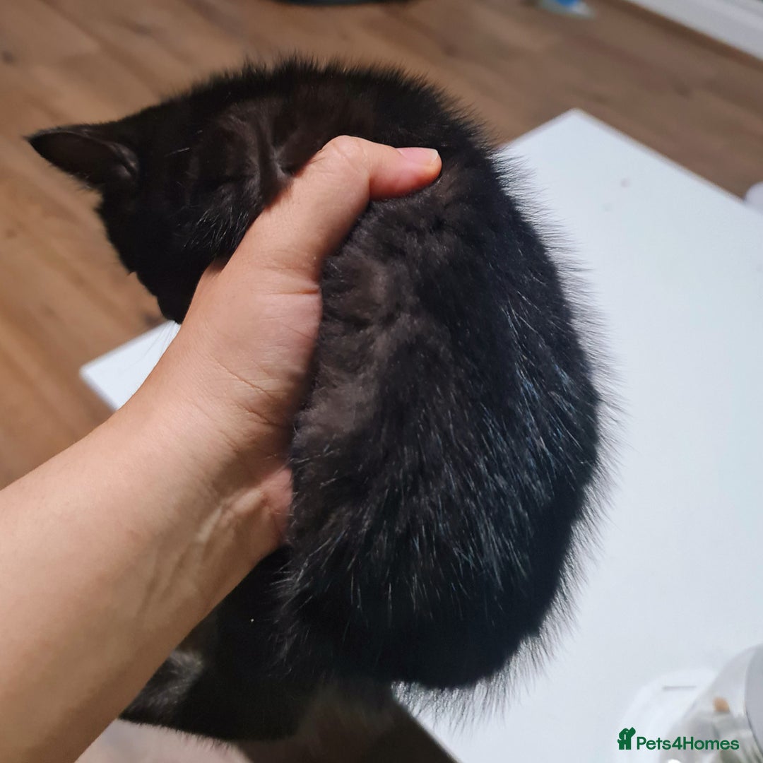 Mixed Breed cats for sale: 4 female kittens - Image 10