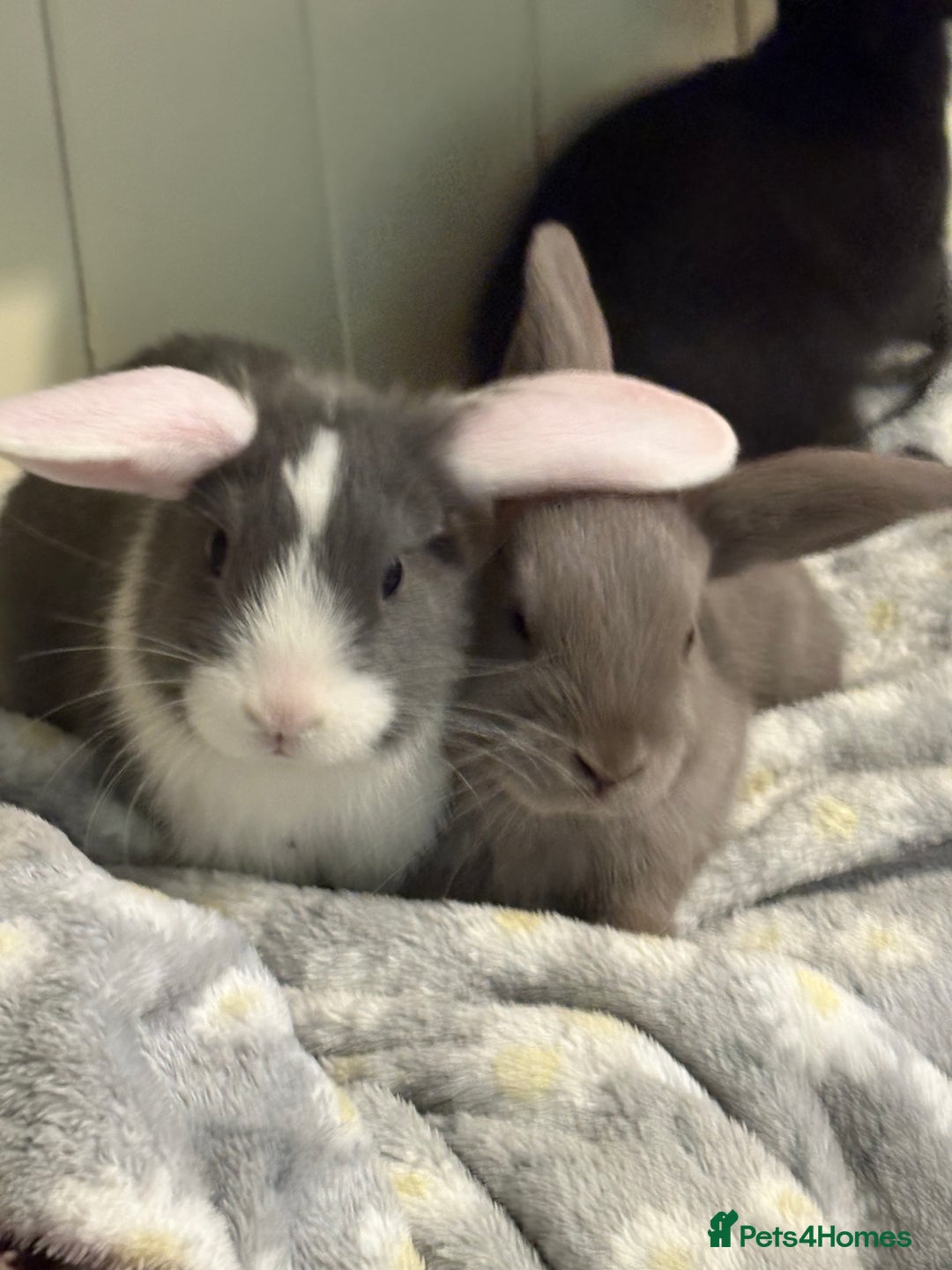 Mini Lop rabbits for sale: Vaccinated/raised indoors, mini lops and lion lop  - Advert 19