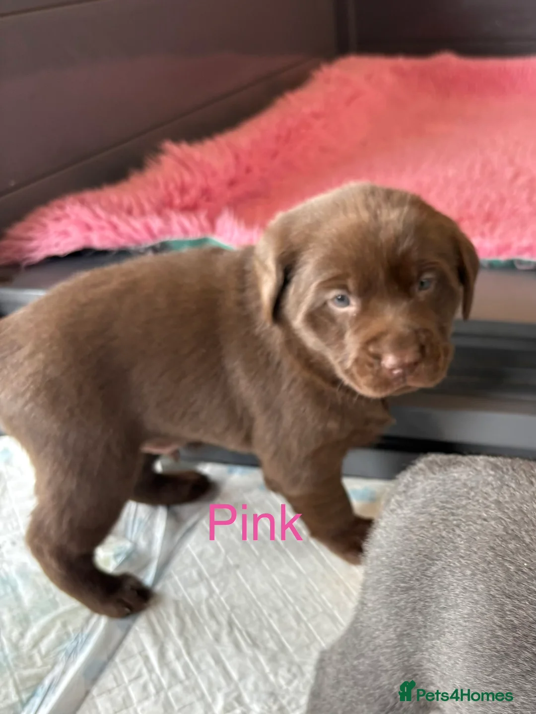 Labrador Retriever dogs for sale: Gorgeous KC, Charcoal, Chocolate and Black Labs - Advert 18