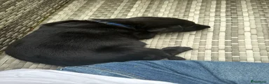 Sheprador 1
