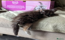Maine Coon cats for sale: Maine coon X Persian kittens - Image 21