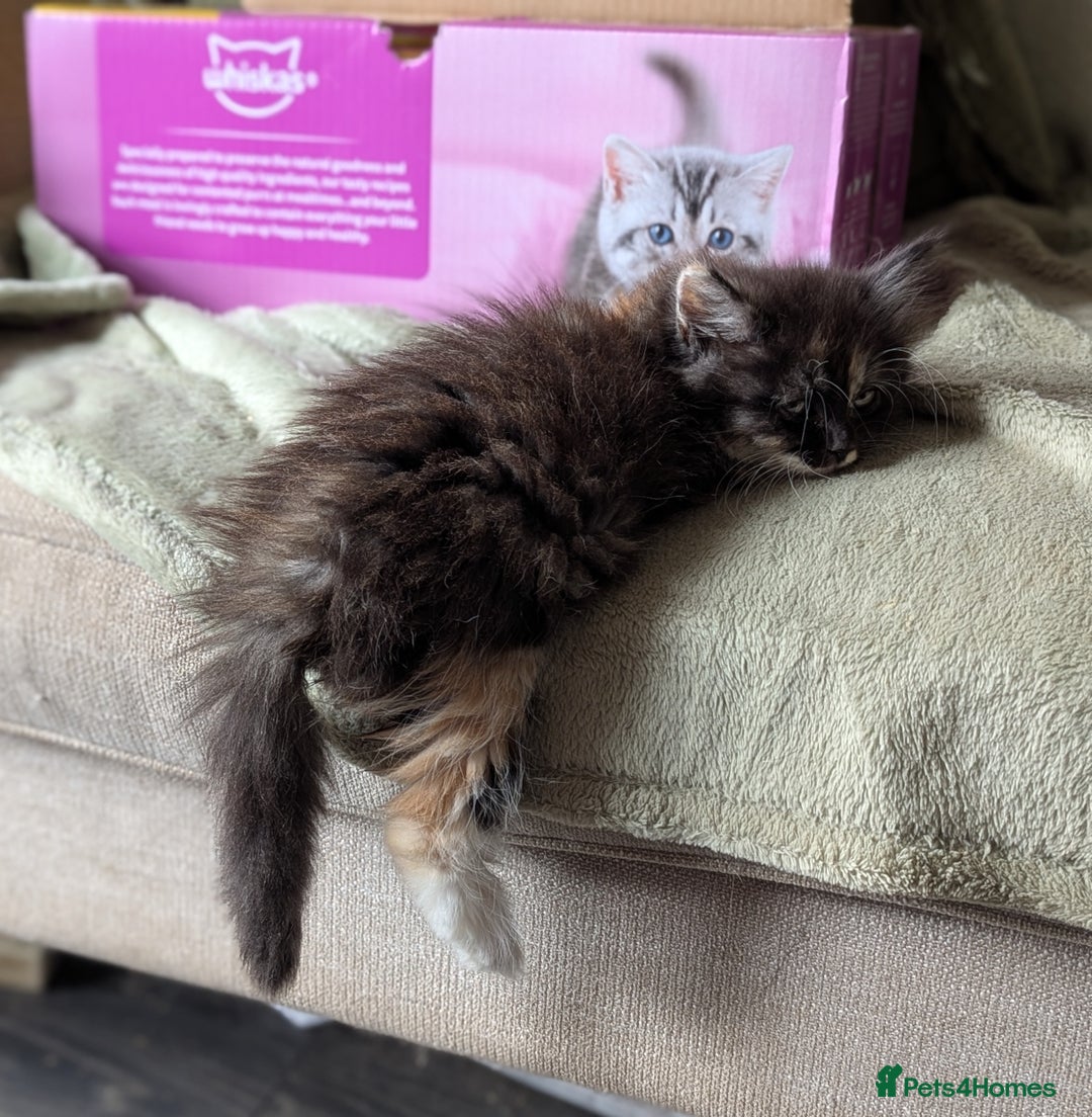 Maine Coon cats for sale: Maine coon X Persian kittens - Image 21