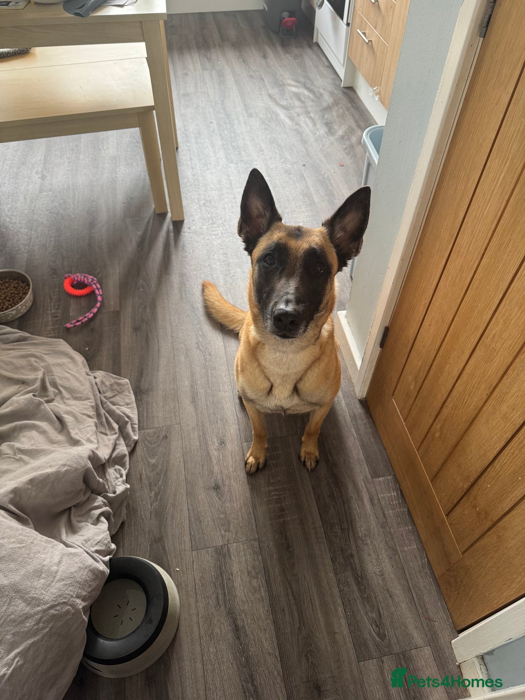 Belgian Shepherd Dog dogs for sale: Beautiful Mali  - Advert 8