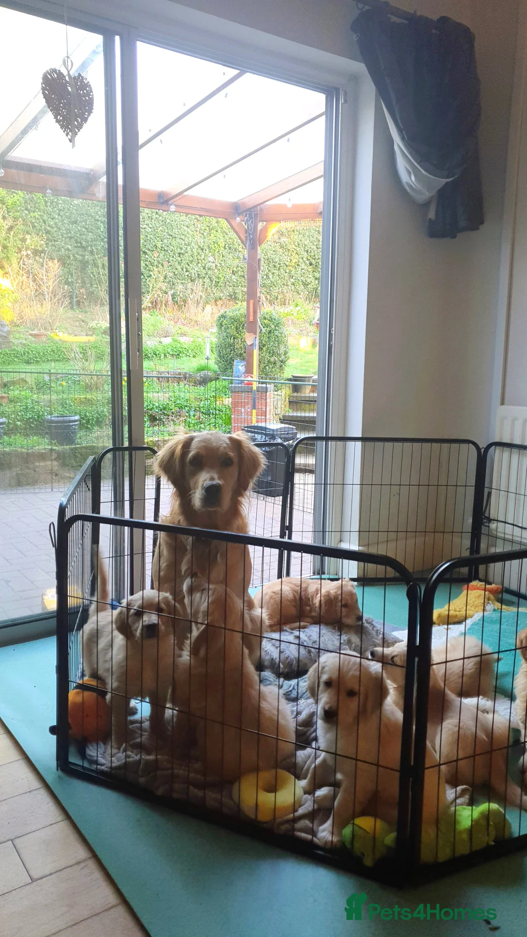 Golden Retriever dogs for sale: Golden Retriever puppies - Advert 2