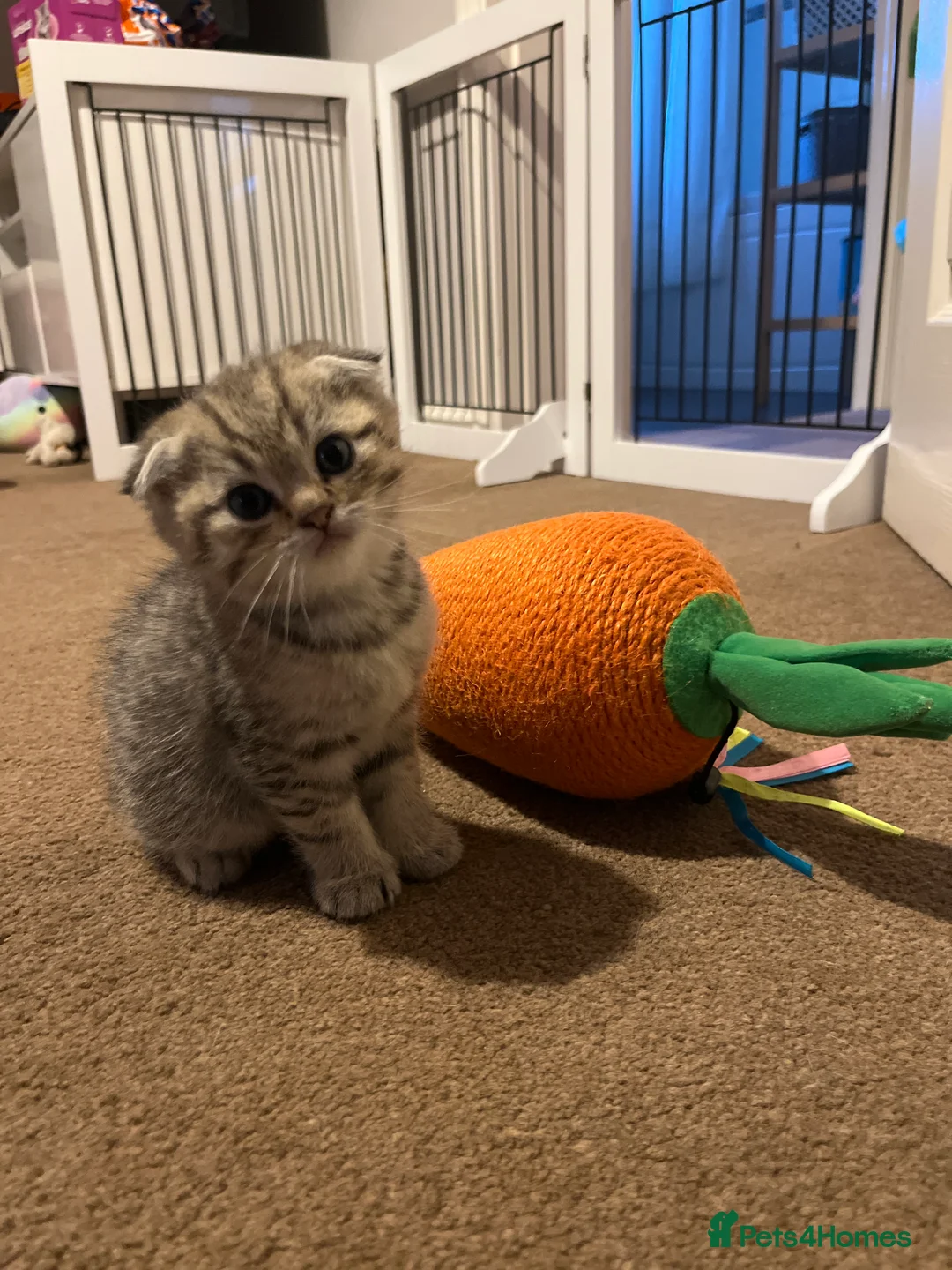 Scottish Fold cats for sale: Scottish fold kittens - Advert 10