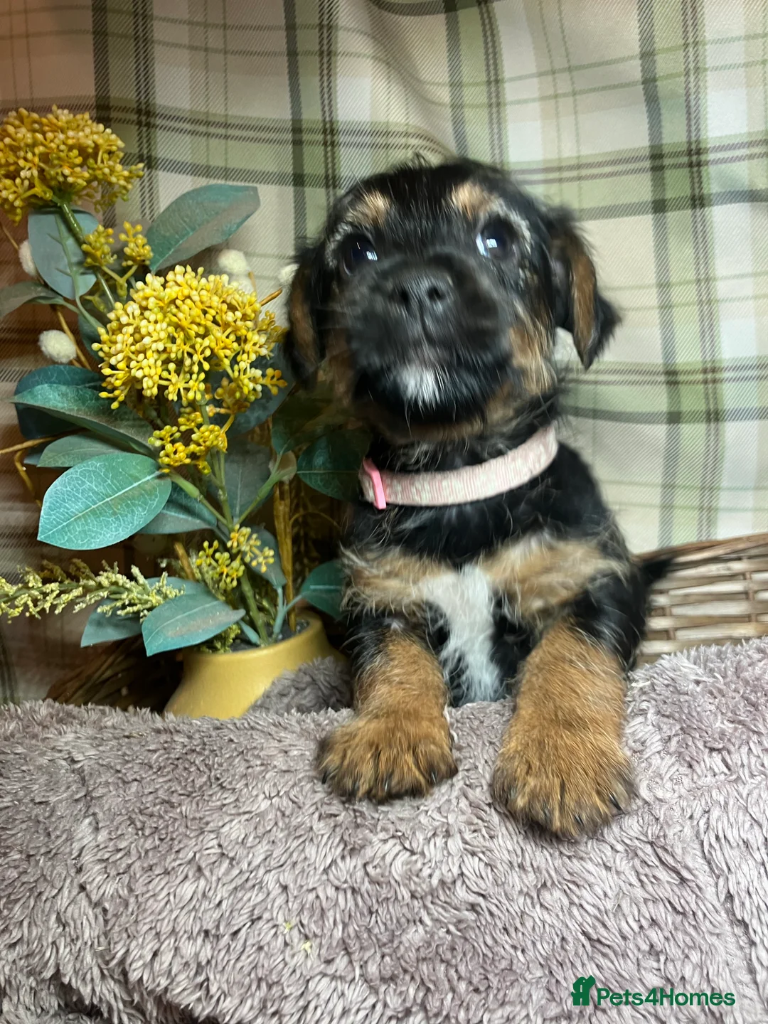 Border Terrier dogs for stud: very smart Kc reg slem clear in Wrexham - Advert 10