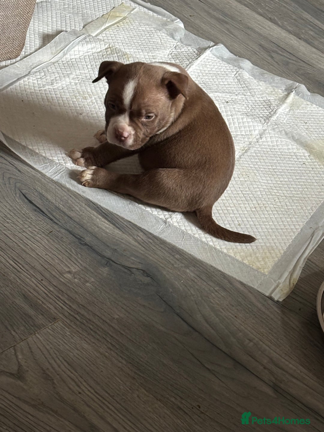 American Bully dogs for sale: Pocket bully puppies - Advert 19