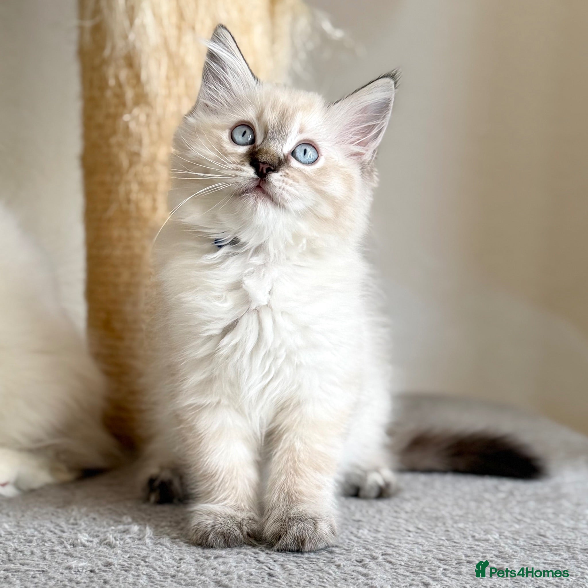 Ragdoll cats Last Boy Left - TICA Registered - Cuddly, Gentle - Advert 1