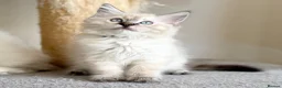 Ragdoll cats for sale: 1 Girl & 2 Boys - TICA Registered - Cuddly, Gentle - Advert 7
