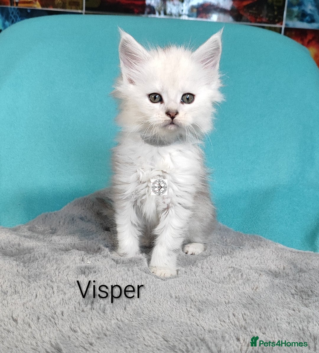 Maine Coon cats for sale: Unique beautiful kittens  - Advert 8