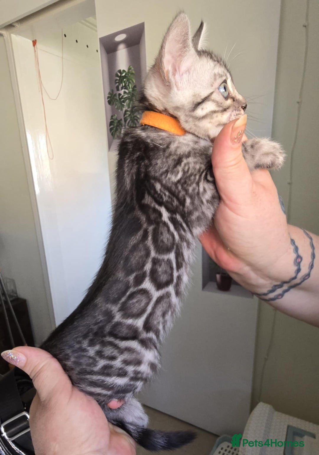 Bengal cats for sale: TICA REG 💕 2 Beautiful bengal boys  - Image 10